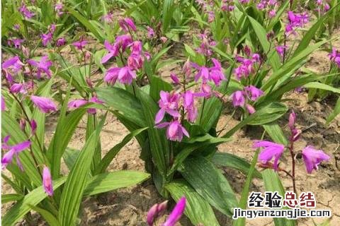 白芨种植前景,附行情分析 白芨的种植前景
