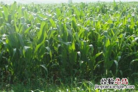 种农作物哪个收益高，市场需求且行情好