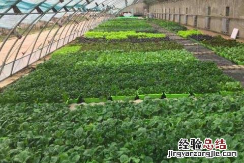 种农作物哪个收益高，市场需求且行情好