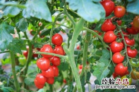 种农作物哪个收益高，市场需求且行情好