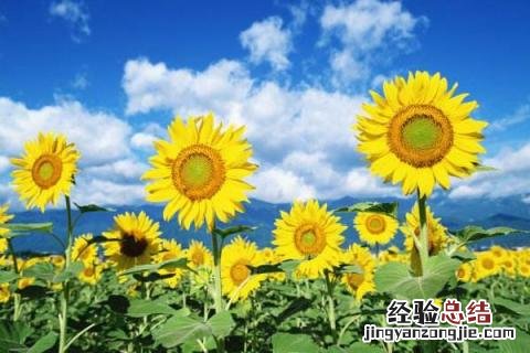 种农作物哪个收益高，市场需求且行情好