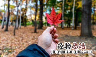 关于秋天的作文三年级300字 关于秋天的作文三年级