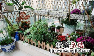 阳台种植蔬菜好么视频 阳台种植蔬菜好么