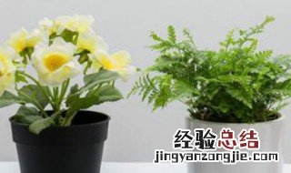 养花用什么肥料长得快 养花用什么肥料长得快一点
