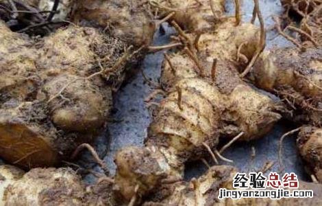黄精是什么药材 黄精是什么药材有什么作用
