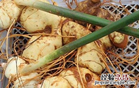 黄精是什么药材 黄精是什么药材有什么作用