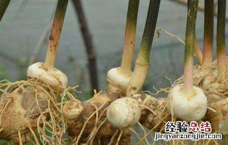 黄精是什么药材 黄精是什么药材有什么作用