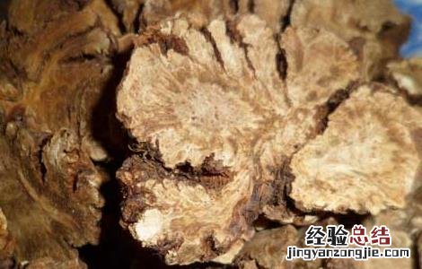 川芎价格及种植方法 川芎价格及种植方法图片