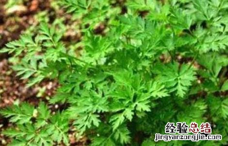 川芎价格及种植方法 川芎价格及种植方法图片