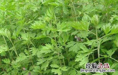 艾草种子那有卖的 艾草的种子是什么样