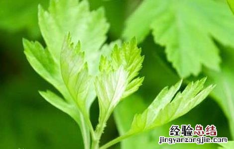 艾草种子那有卖的 艾草的种子是什么样