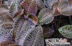 金线莲种植有前途吗 金线莲好种植吗?