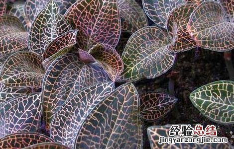 金线莲种植有前途吗 金线莲好种植吗?