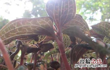 金线莲种植有前途吗 金线莲好种植吗?