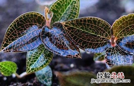 金线莲种植有前途吗 金线莲好种植吗?