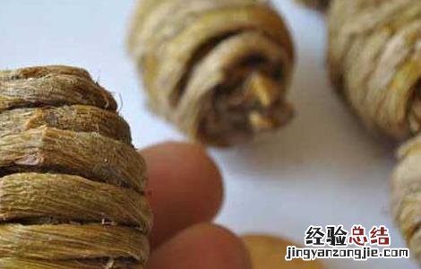 铁皮石斛是什么东西 铁皮石斛是什么东西有什么作用