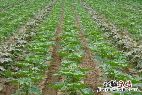 蓖麻种植前景及收益 蓖麻种植前景，附收益