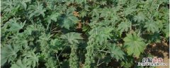 蓖麻种植前景及收益 蓖麻种植前景，附收益