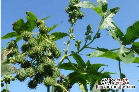 蓖麻种植前景及收益 蓖麻种植前景，附收益