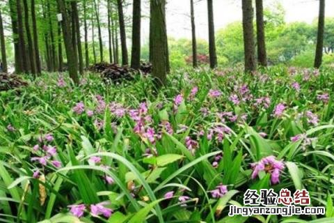农村种白芨赚钱吗,附成本利润分析 种白芨一亩赚多少钱