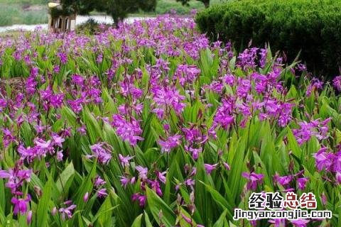 农村种白芨赚钱吗,附成本利润分析 种白芨一亩赚多少钱