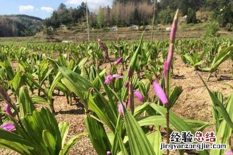 农村种白芨赚钱吗,附成本利润分析 种白芨一亩赚多少钱