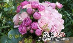 香槟玫瑰如何插在花瓶里 香槟玫瑰如何插在花瓶