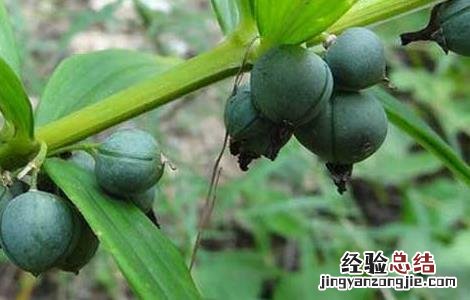 黄精价格及种植方法