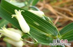 黄精价格及种植方法