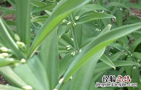 黄精价格及种植方法