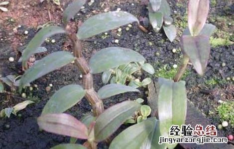 铁皮石斛种苗价格及种植方法 铁皮石斛种苗价格及种植方法