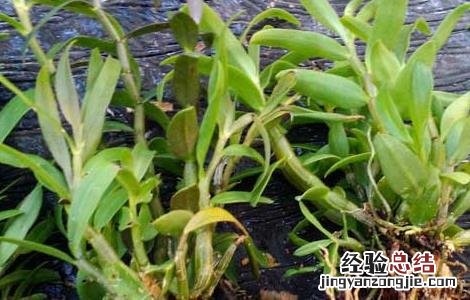 铁皮石斛种苗价格及种植方法 铁皮石斛种苗价格及种植方法