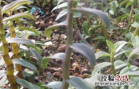 铁皮石斛种苗价格及种植方法 铁皮石斛种苗价格及种植方法