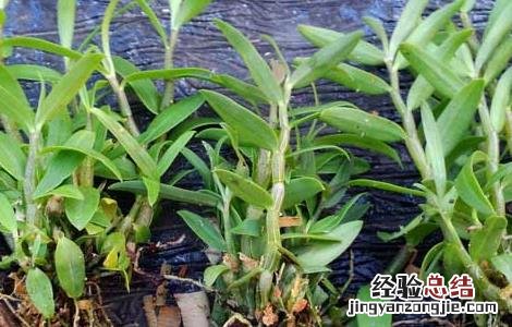 铁皮石斛种苗价格及种植方法 铁皮石斛种苗价格及种植方法