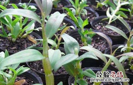 铁皮石斛种苗价格及种植方法 铁皮石斛种苗价格及种植方法