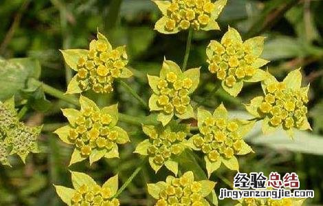 柴胡价格及种植方法