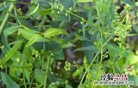 柴胡价格及种植方法