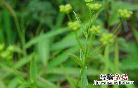 柴胡价格及种植方法