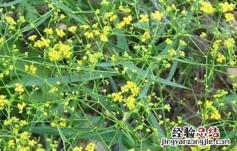 柴胡价格及种植方法