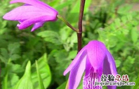 白芨种苗怎么培育的 白芨种苗怎么培育的图片