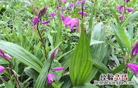 要卖白芨种苗 哪里有白芨种苗出售