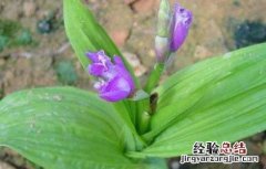 要卖白芨种苗 哪里有白芨种苗出售