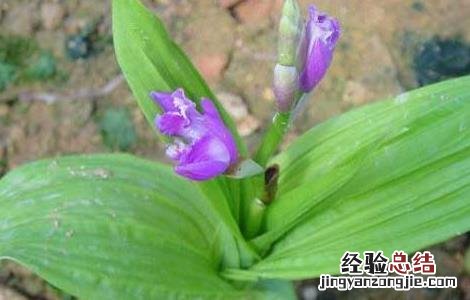 要卖白芨种苗 哪里有白芨种苗出售