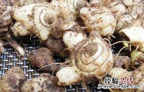 云南小白芨是什么药材 白芨是什么药材