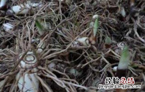 云南小白芨是什么药材 白芨是什么药材