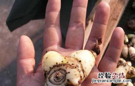 云南小白芨是什么药材 白芨是什么药材