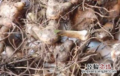云南小白芨是什么药材 白芨是什么药材