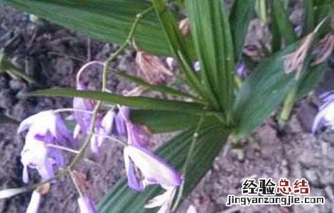 白芨种植有前途吗 白芨种植有前途吗