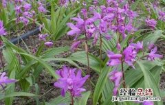 白芨种植有前途吗 白芨种植有前途吗