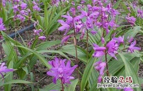 白芨种植有前途吗 白芨种植有前途吗